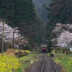 桜と小湊鉄道その1の3
