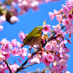 花目白 Ⅱ