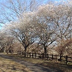 梅アーチ（3月3日）