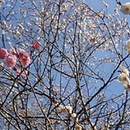 ピンクと白の花（3月3日）