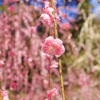 P1130231