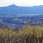 蝋梅と秩父市街と武甲山