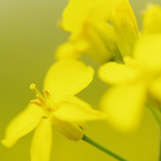 6月の菜の花