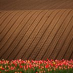 Spring Wave