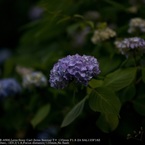 Hydrangea☆
