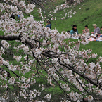 桜雲　家族団欒　穏やかに