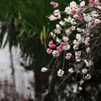 春の光　満ちる川辺に　花の舞