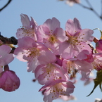 すみよし河津桜(5)