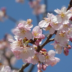 北浅羽の安行寒桜(2)