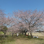 一足早いお花見(2)