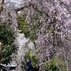 spring for tokyoites 2024