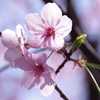 陽光桜(2)
