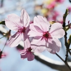 陽光桜(3)