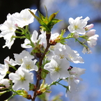 靖国神社の桜(2)