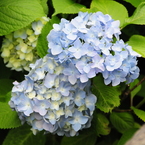 紫陽花 at 泉の森2
