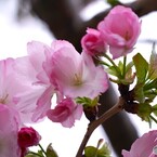 卯月の桜～ⅱ