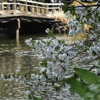 新宿御苑の桜