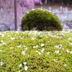 苔に降る散華