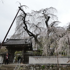 山門と枝垂桜