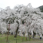 清雲寺の枝垂桜(9)