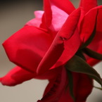 初夏への導き　薔薇