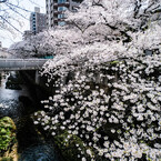 桜花現象