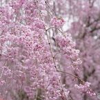 しだれ桜 高見の郷