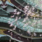 枝垂桜と川越八幡宮