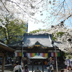 春の蓮馨寺(3)