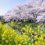 満開の菜の花と桜(1)