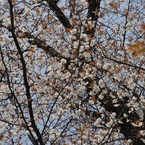 山桜