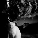 眠り猫（立姿）