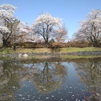 映り込む桜トリオ（4月13日）