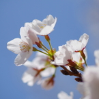 信州の桜 No.19