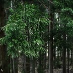 森