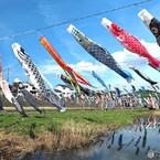 加茂川の鯉のぼり