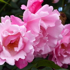 春の花(バラ4)