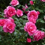 春の花(バラ6)