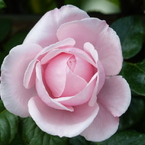 春の花(バラ6)