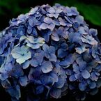 Hydrangea　＃5