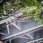 Long Tail Sally：50ｍｍ