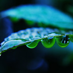 梅雨の宝石