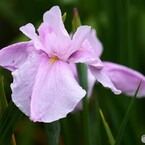 ２０２４堀切菖蒲園～xiv