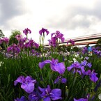 ２０２４堀切菖蒲園～xvi