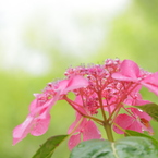 観音寺の紫陽花