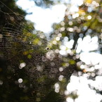 net walk