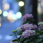 早朝の紫陽花（5）