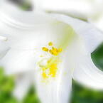 flower3