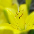 flower4