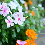 ピンク色の花